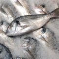 झीलों में जीव मछली (Snakehead Fish) का अध्ययन और नियंत्रण रणनीतियाँ