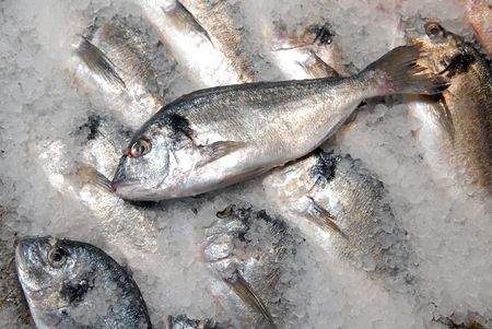 झीलों में जीव मछली (Snakehead Fish) का अध्ययन और नियंत्रण रणनीतियाँ