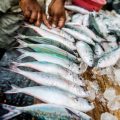 Fishing Rights of Adivasi Communities and Eco Perspectives in India