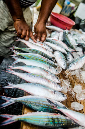 Fishing Rights of Adivasi Communities and Eco Perspectives in India
