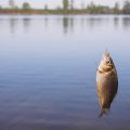 State-wise List of Protected Water Bodies, Sanctuaries & Restricted Areas in India