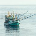 Fishing Gear & Technique Evolution: Practical Tips from Seasoned Indian Fishermen