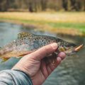 Monsoon Fishing Rules in India: Govt Ban & Regulations Explained
