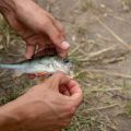Government Policies for Fish Population Conservation in Indian Rivers