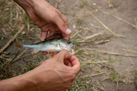 Government Policies for Fish Population Conservation in Indian Rivers