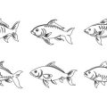 Cultural Significance of Angling in Parvati & Pabbar Rivers, Himachal Pradesh