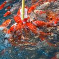 Export Potential of Indigenous Fish Catching Tools from India