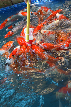 Export Potential of Indigenous Fish Catching Tools from India