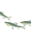 Sustainable Fisheries Management Strategies for Hilsa and Bangda in India