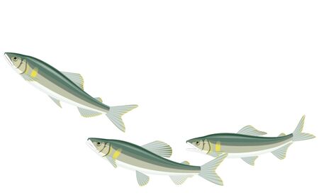Sustainable Fisheries Management Strategies for Hilsa and Bangda in India