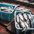 Catch and Release Fishing Trend at Nagpur’s Ambazari Lake
