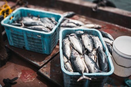 Catch and Release Fishing Trend at Nagpur’s Ambazari Lake